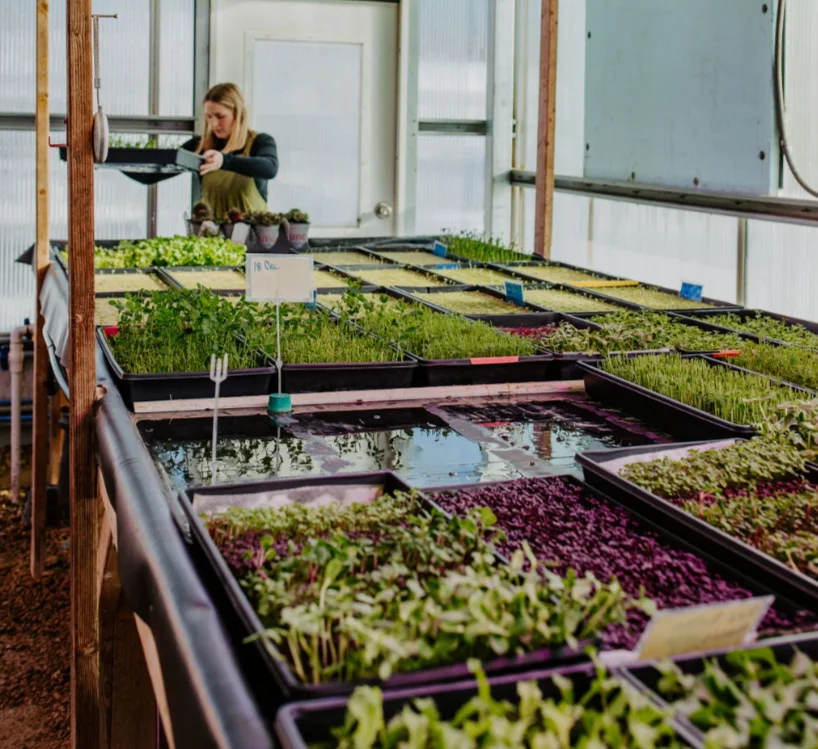 Greenhouse with various seedlings and a woman tending to plants