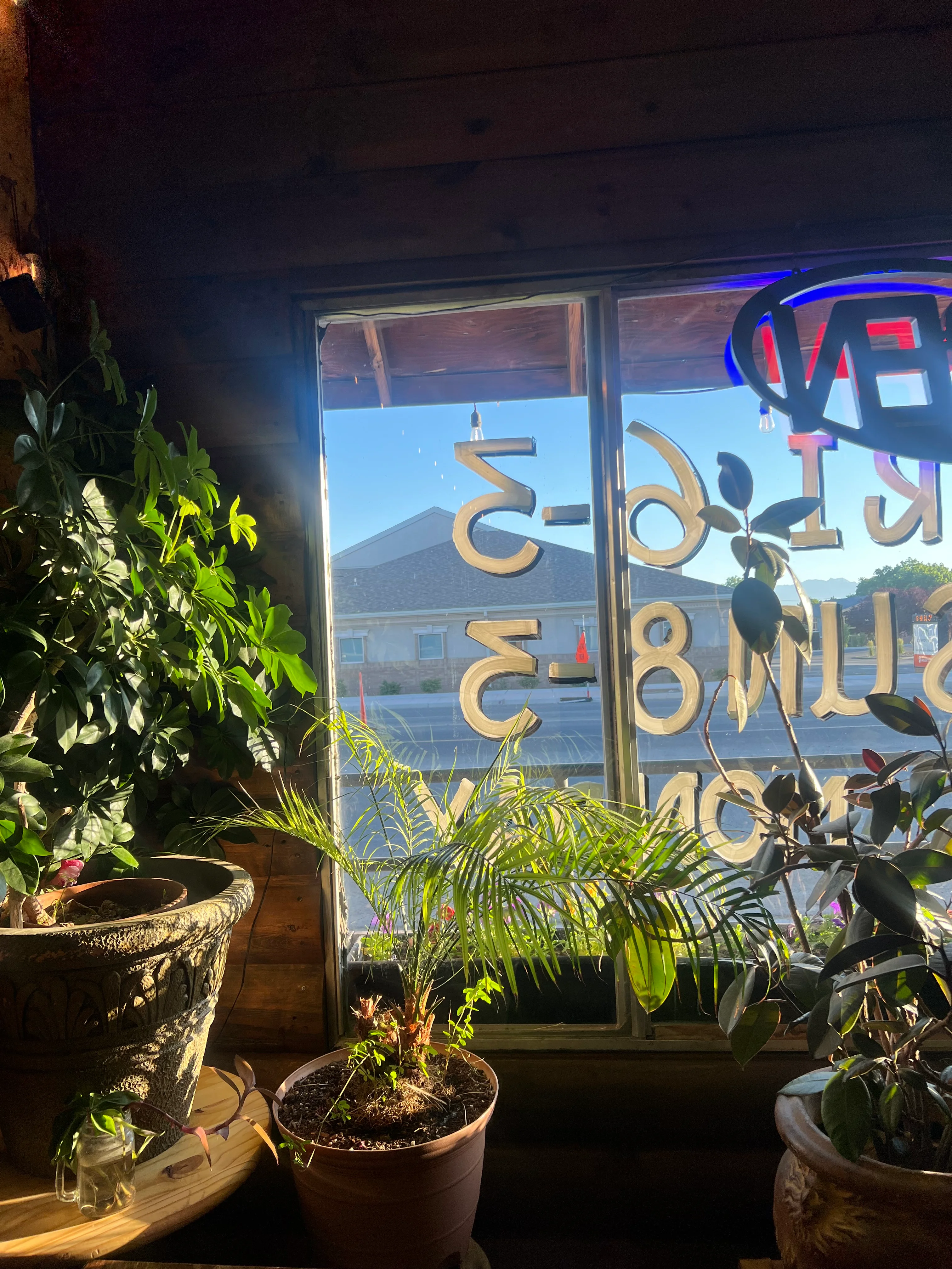 Cozy restaurant interior with plants and sunlight streaming through the window