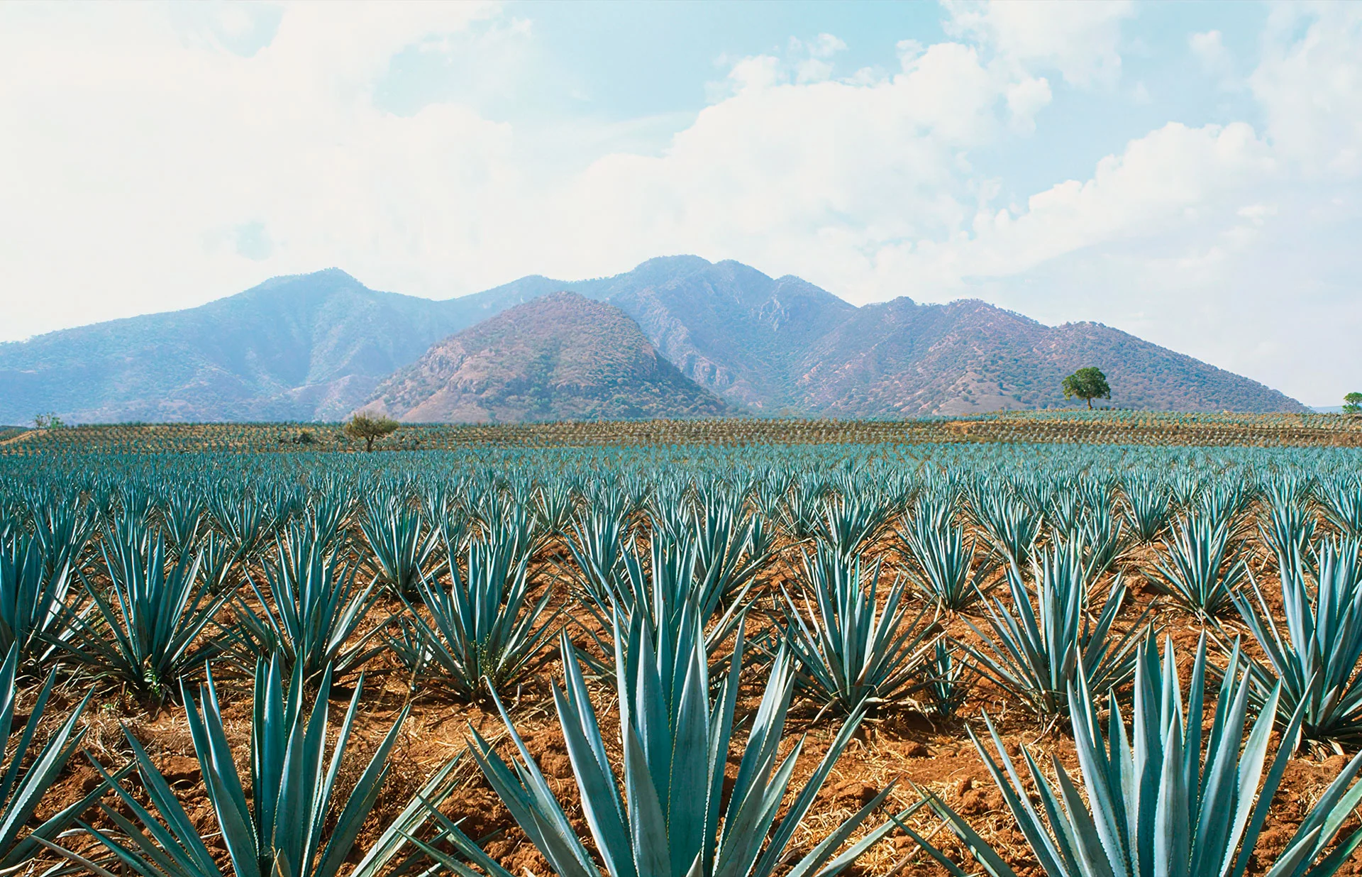 Agave plants in a open field with a mountaim behind