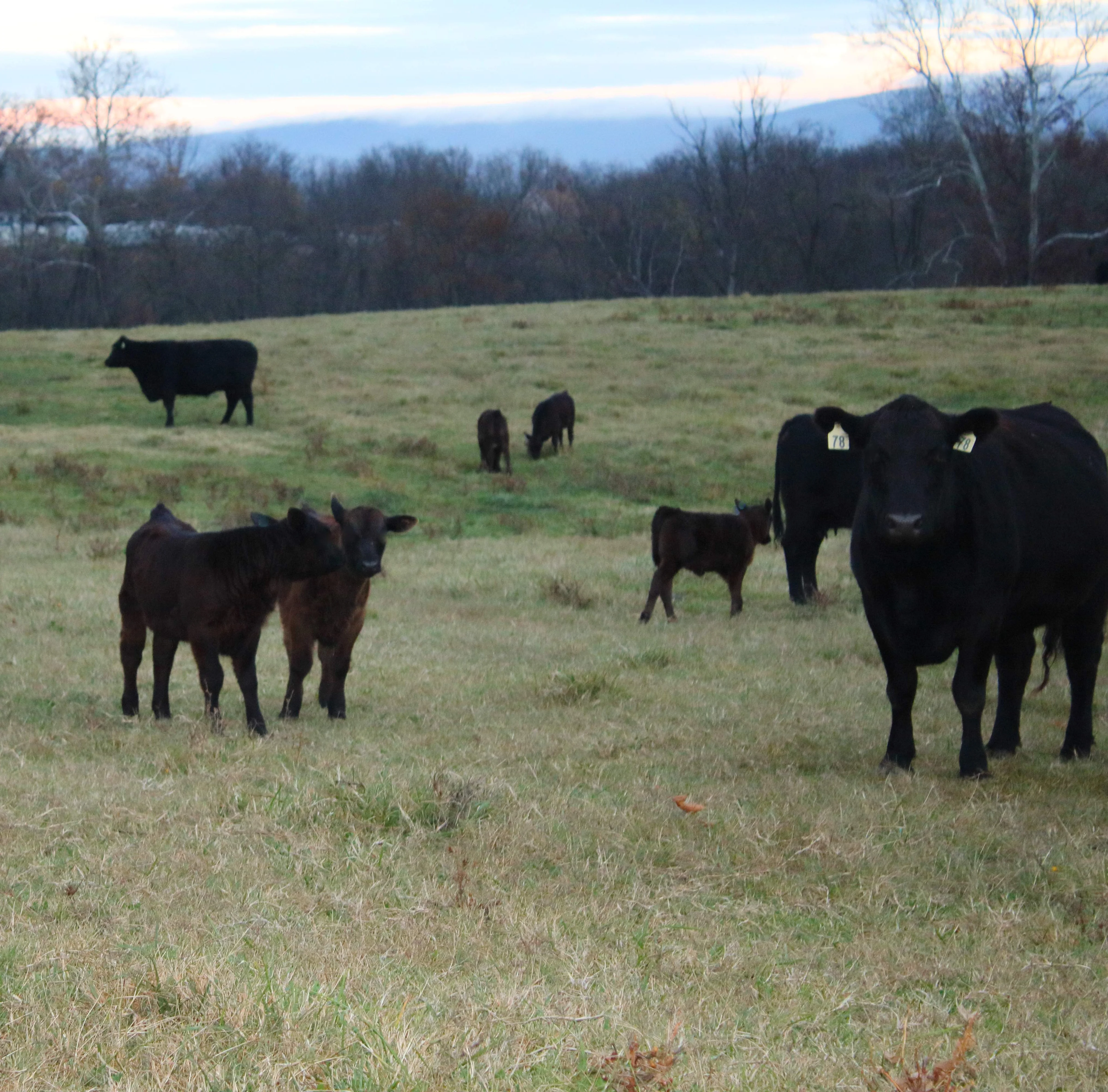 view of mountains with cows