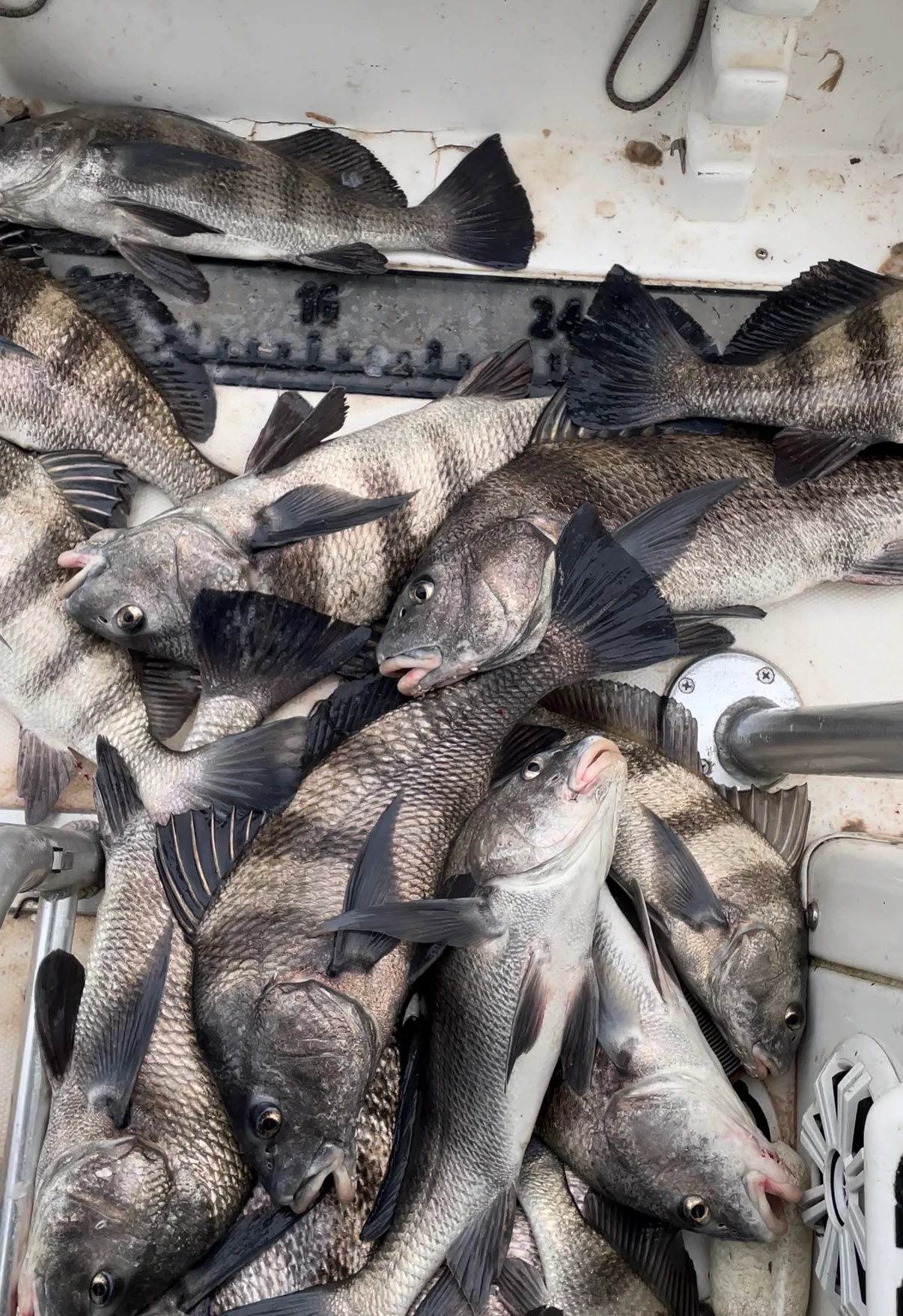 Freshly caught blackfish piled in a boat