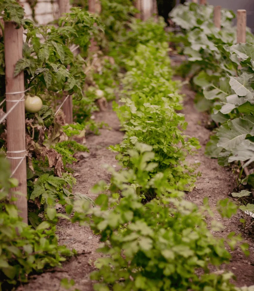 Lush herb garden with cilantro and tomatoes