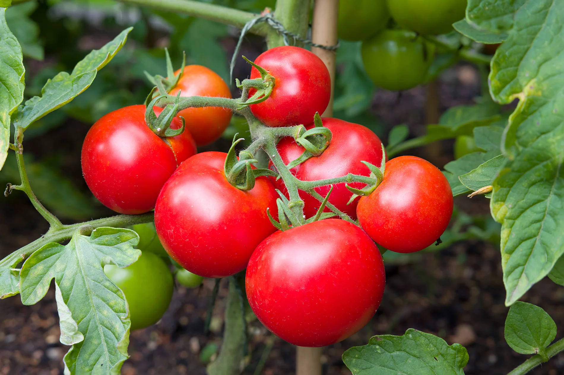 History Of Tomatoes On Pizza