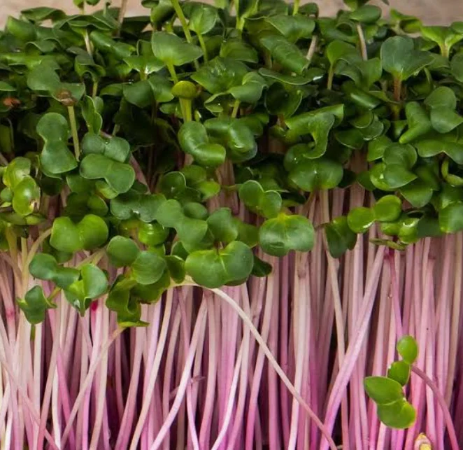 Fresh microgreens with vibrant green leaves and pink stems