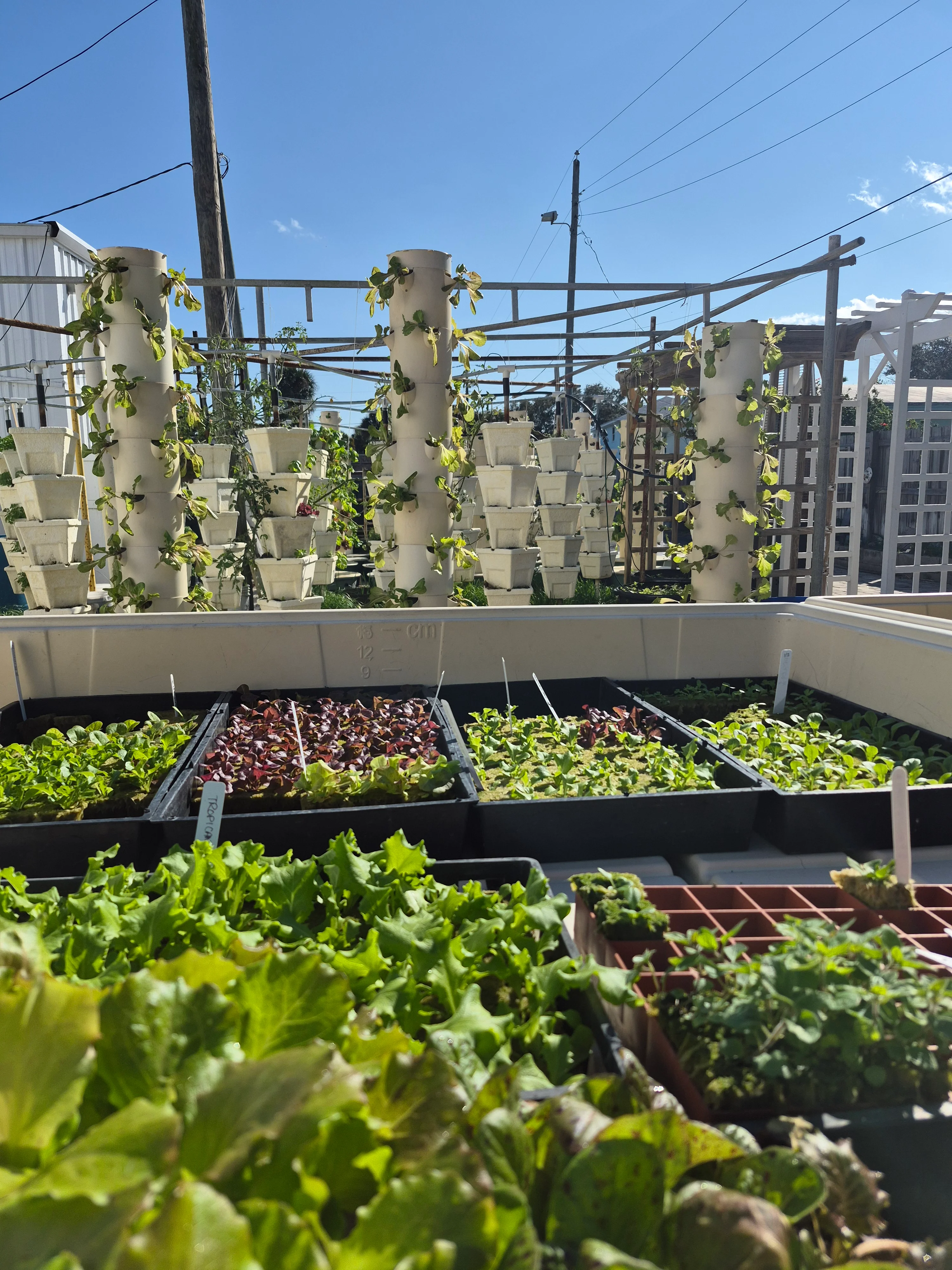 Hydroponic garden with vibrant lettuce varieties