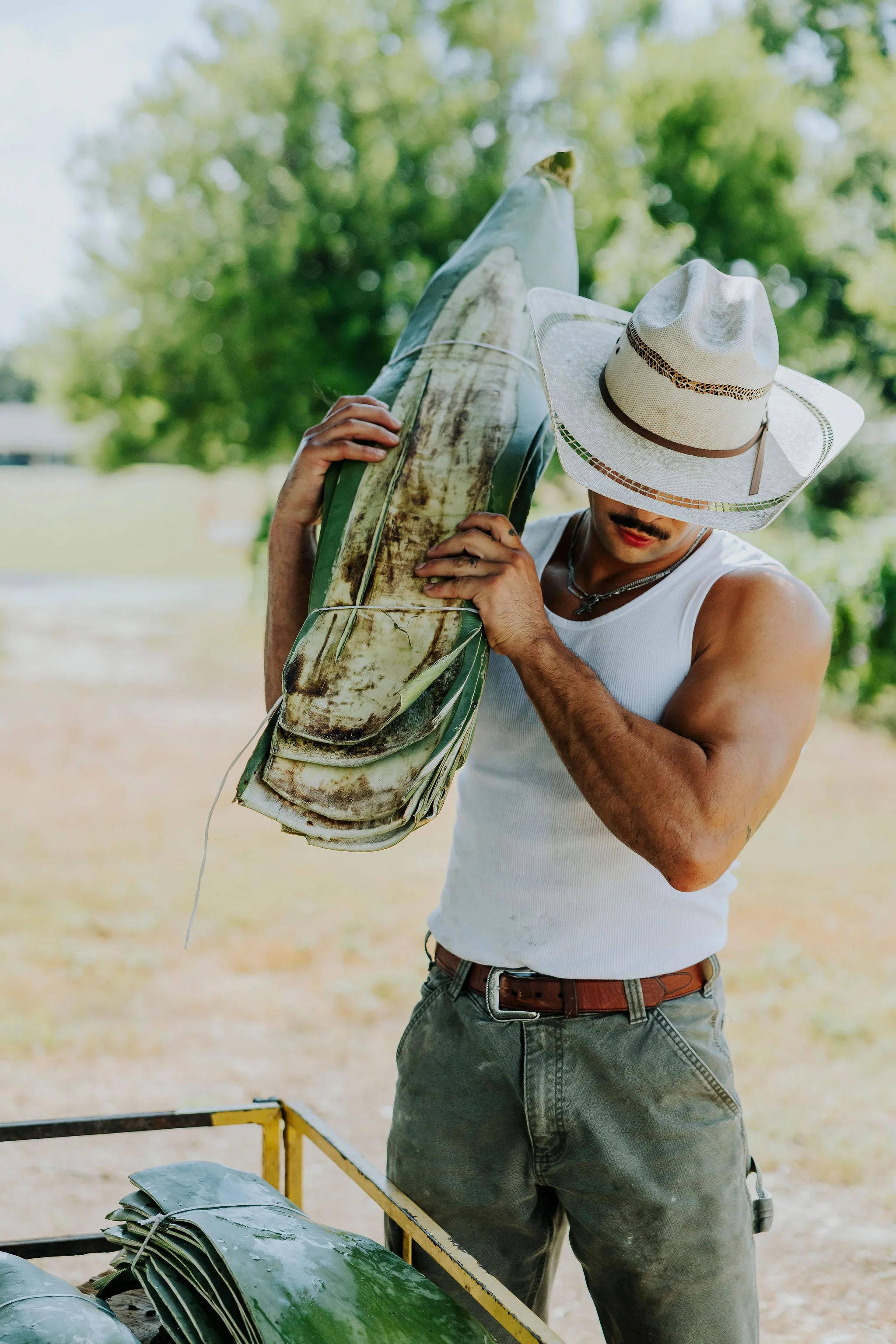 Man carrying large agave leaves in a sunny outdoor setting