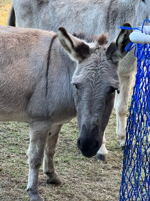 Close-up of a donkey in a grassy field