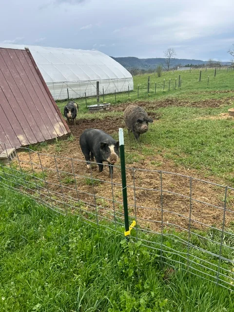 Three pigs in a grassy field near a barn and greenhouse.