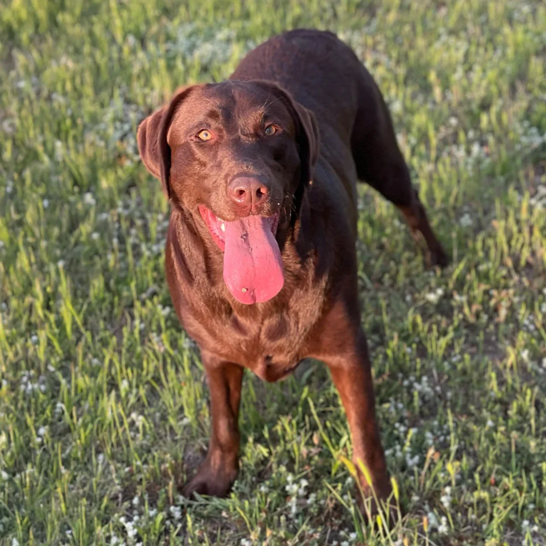 Happy brown dog playing in a grassy field
