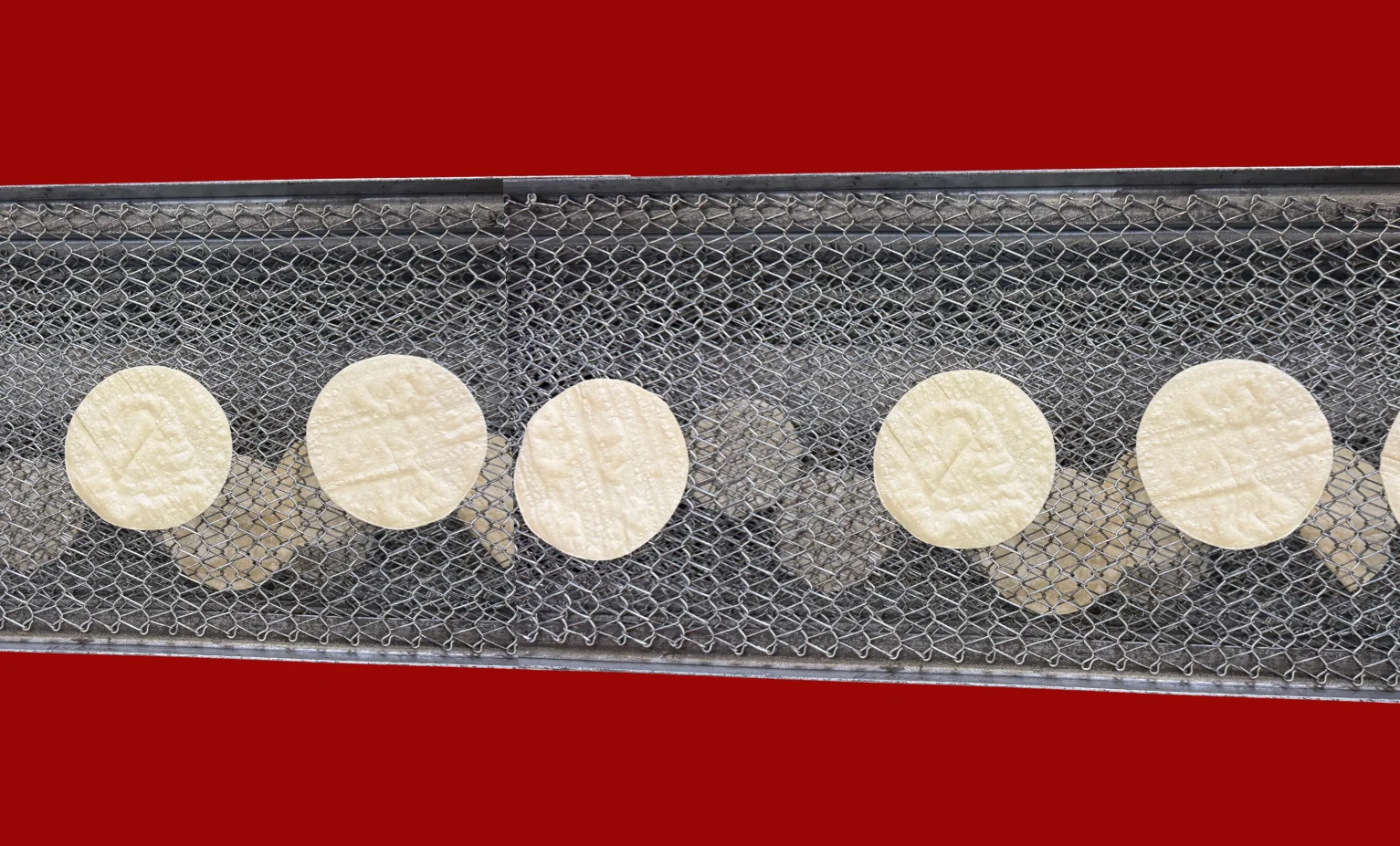Freshly made tortillas on a conveyor belt for cooking.