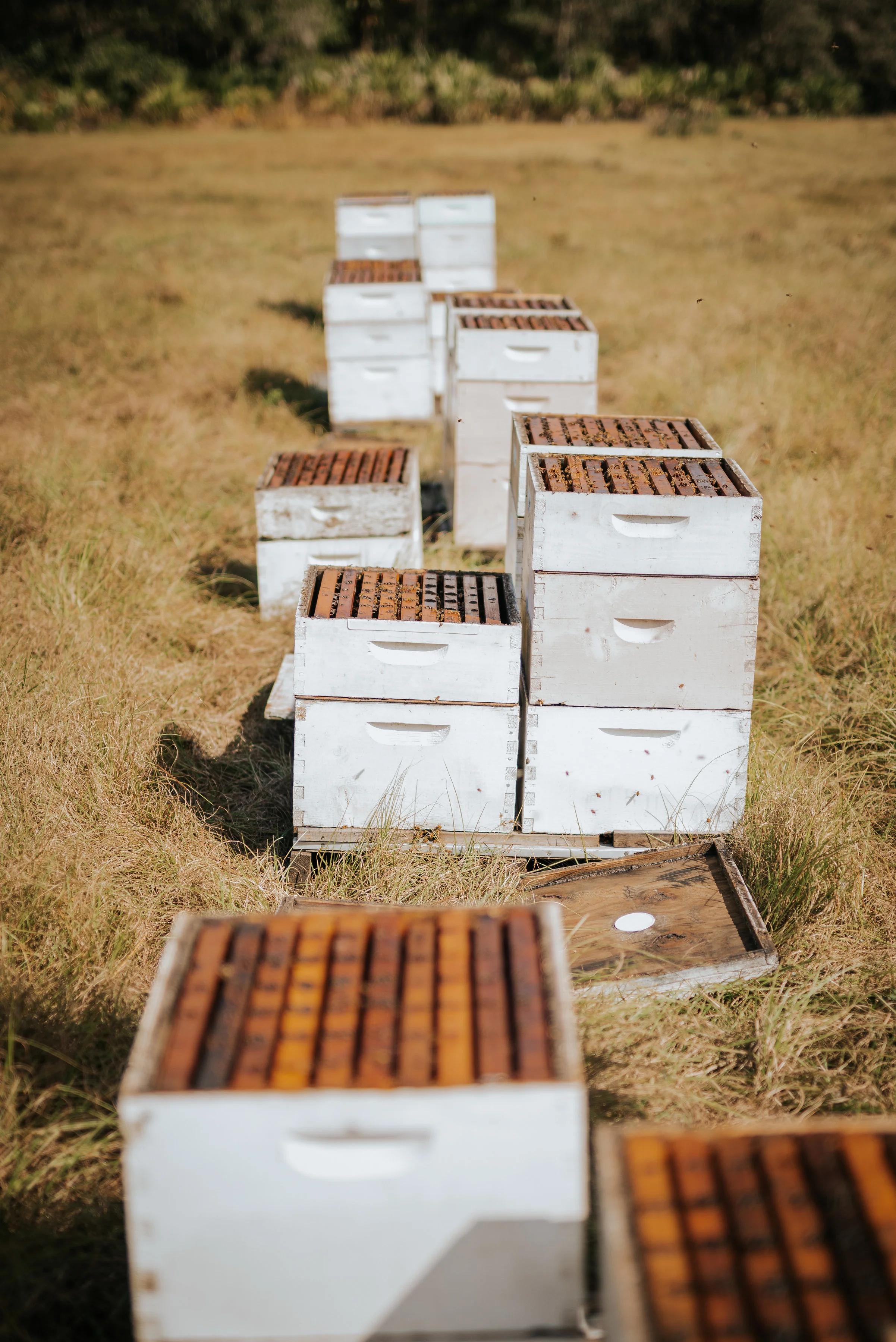 Beehives arranged in a field under sunlight