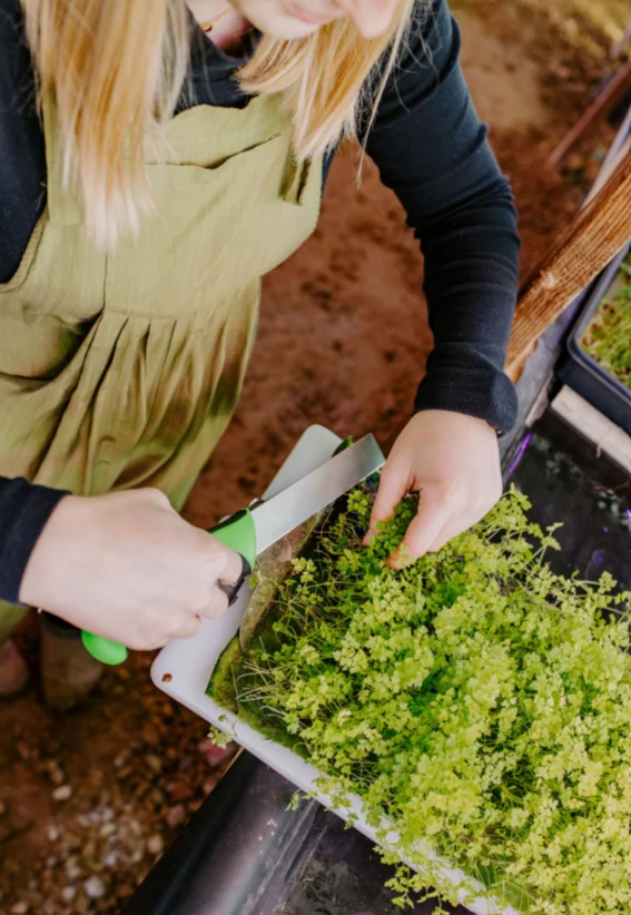 Person harvesting fresh herbs in a garden setting