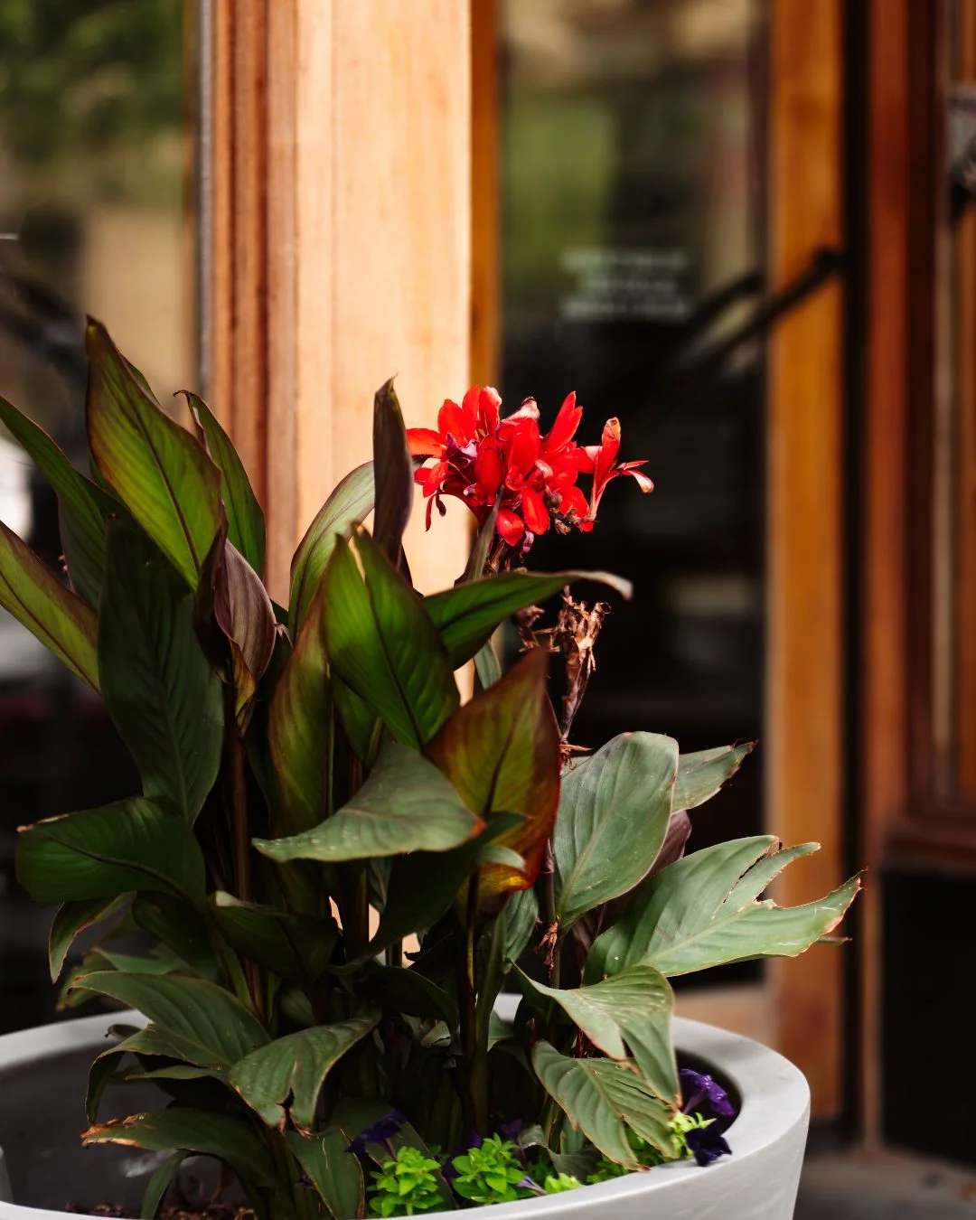 Vibrant red flowers in a stylish planter at a restaurant entrance