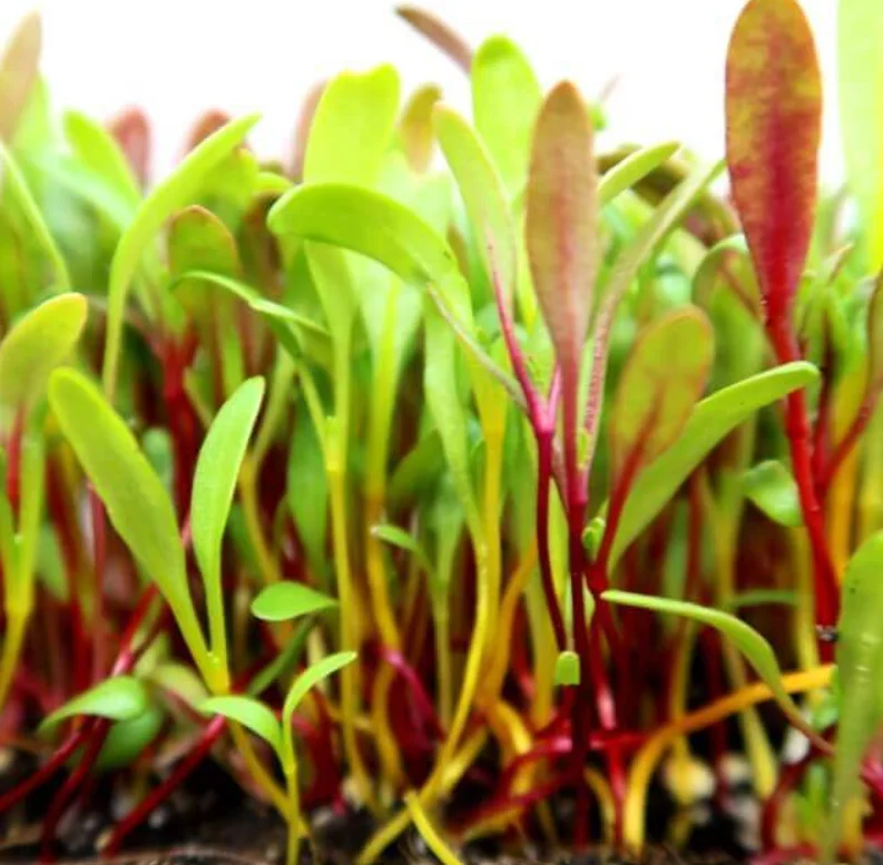 Fresh pea shoots, a vibrant addition to salads and dishes