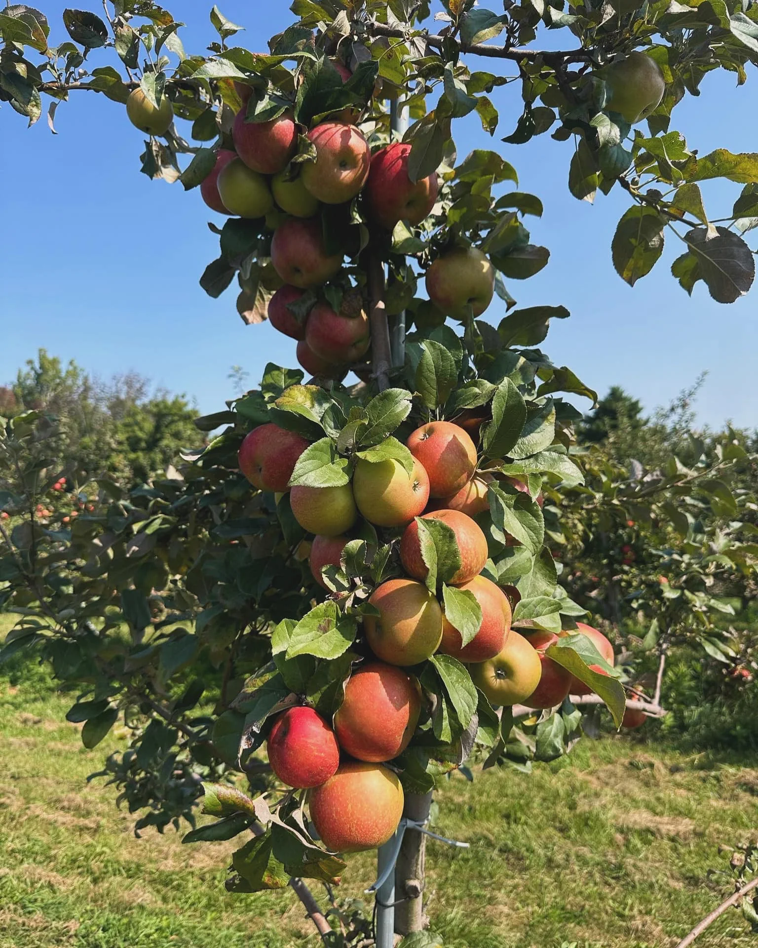 Freshly picked apples on a tree in an orchard