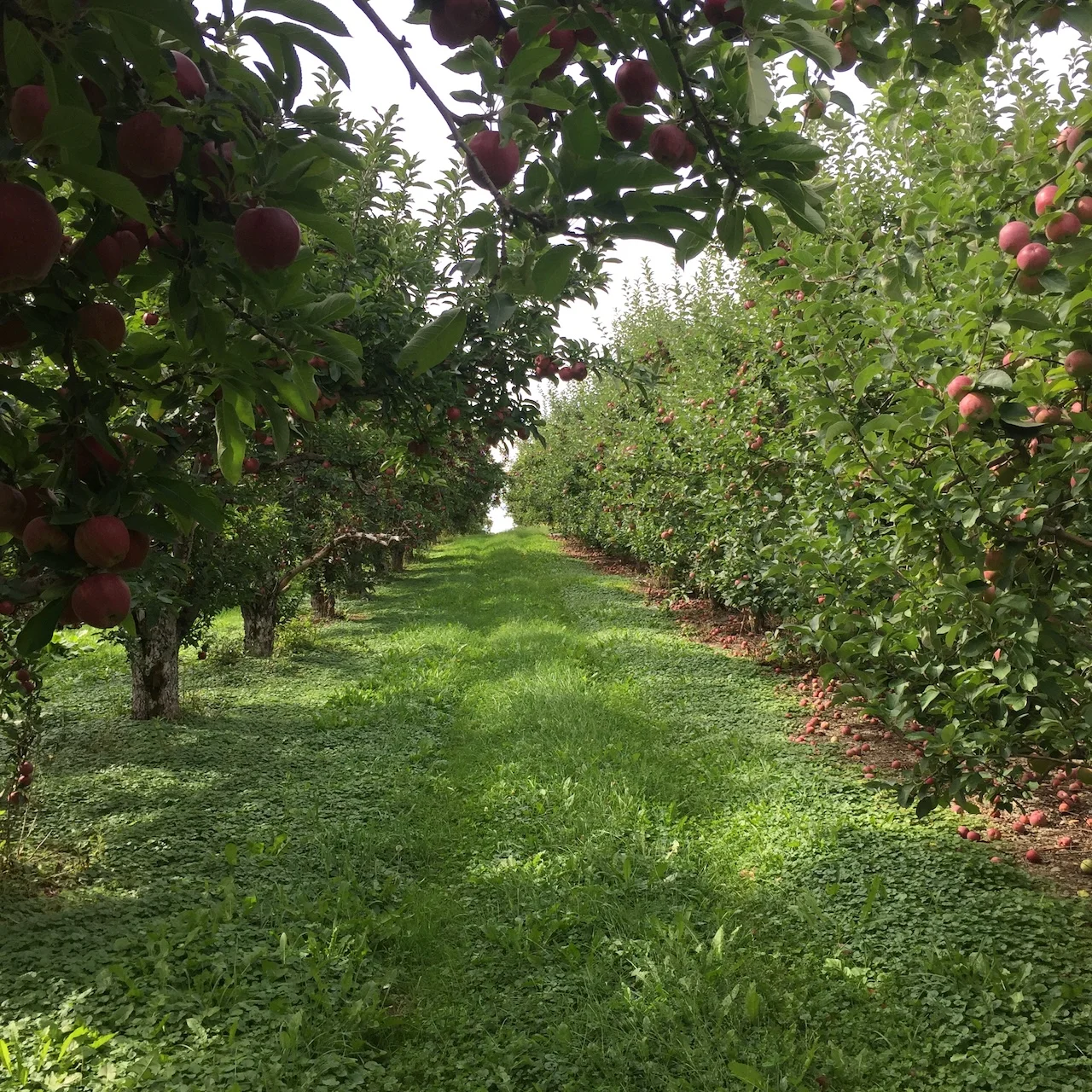 Lush apple orchard with ripe fruit and green grass path