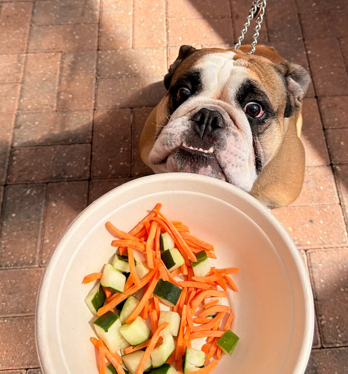 Dog on the pet-friendly patio at Naples Flatbread Kitchen & Bar, Estero FL