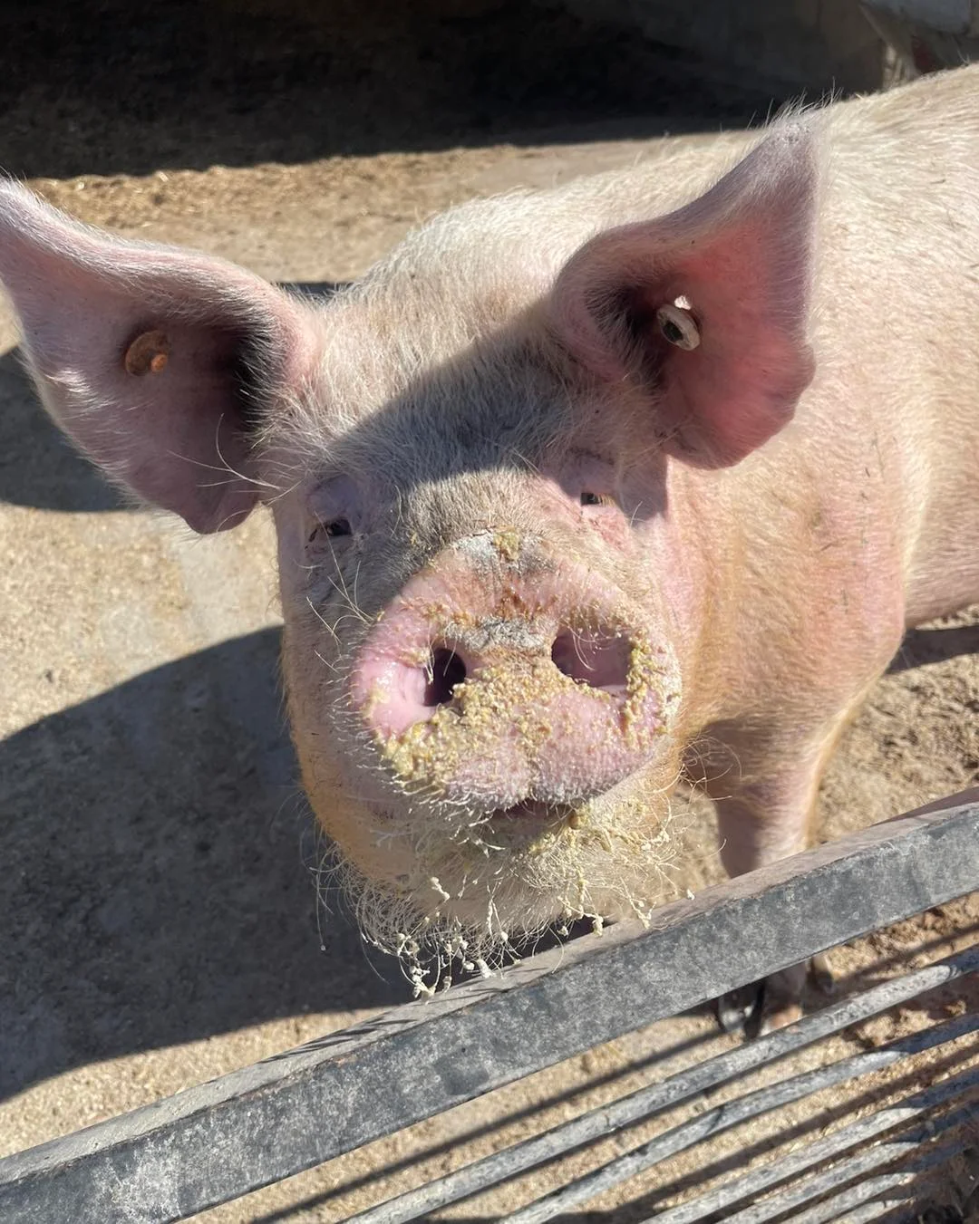 A close-up of a pig with a dirty snout, showcasing its large ears and inquisitive expression. The background shows a dirt floor, typical of a farm setting.