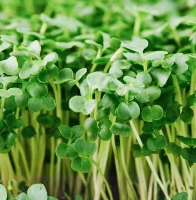 Fresh microgreens ready for culinary use in dishes
