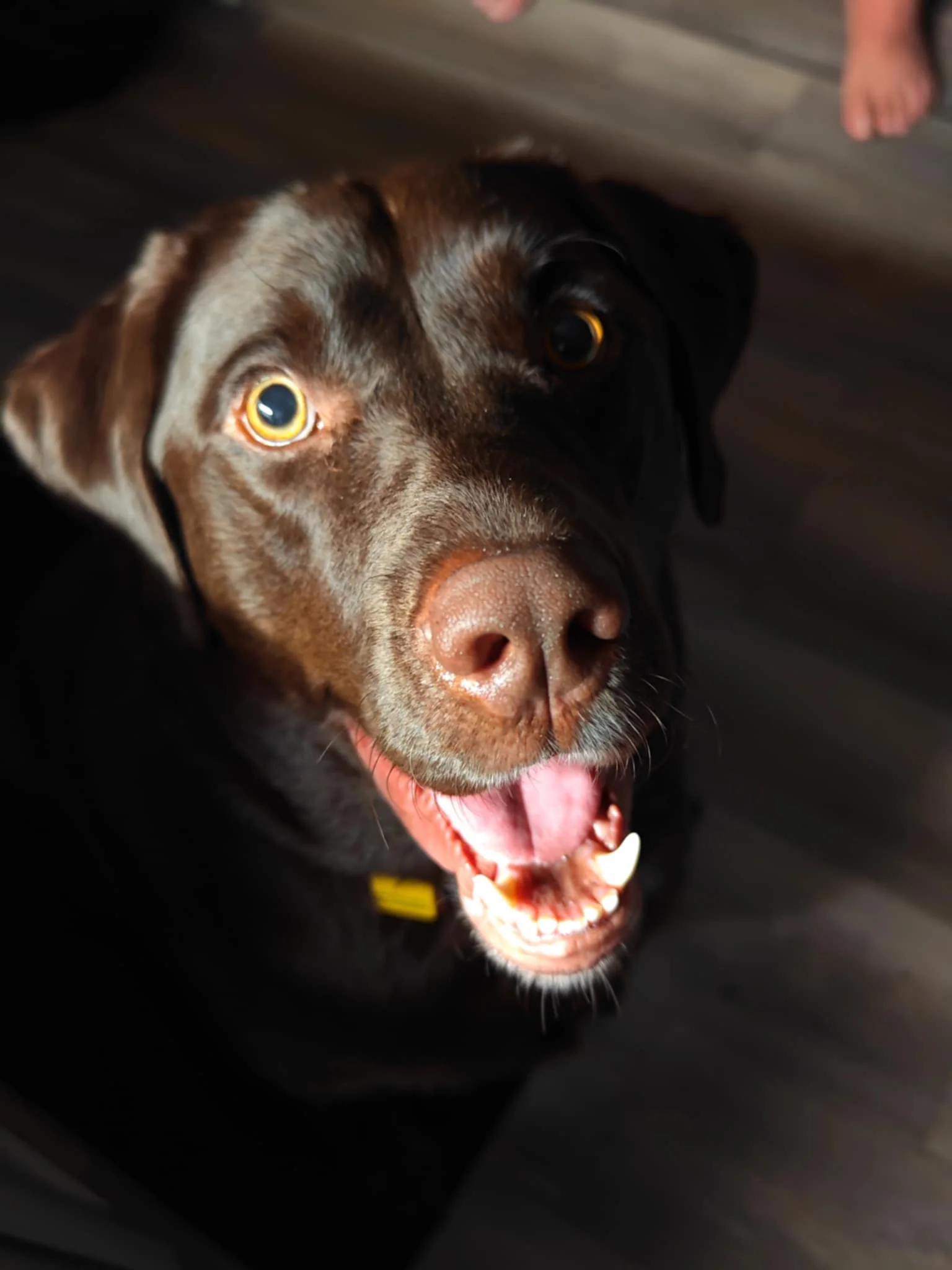Happy brown dog with a big smile and bright eyes