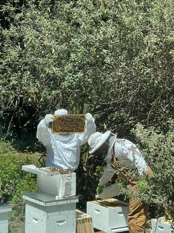 bee farm