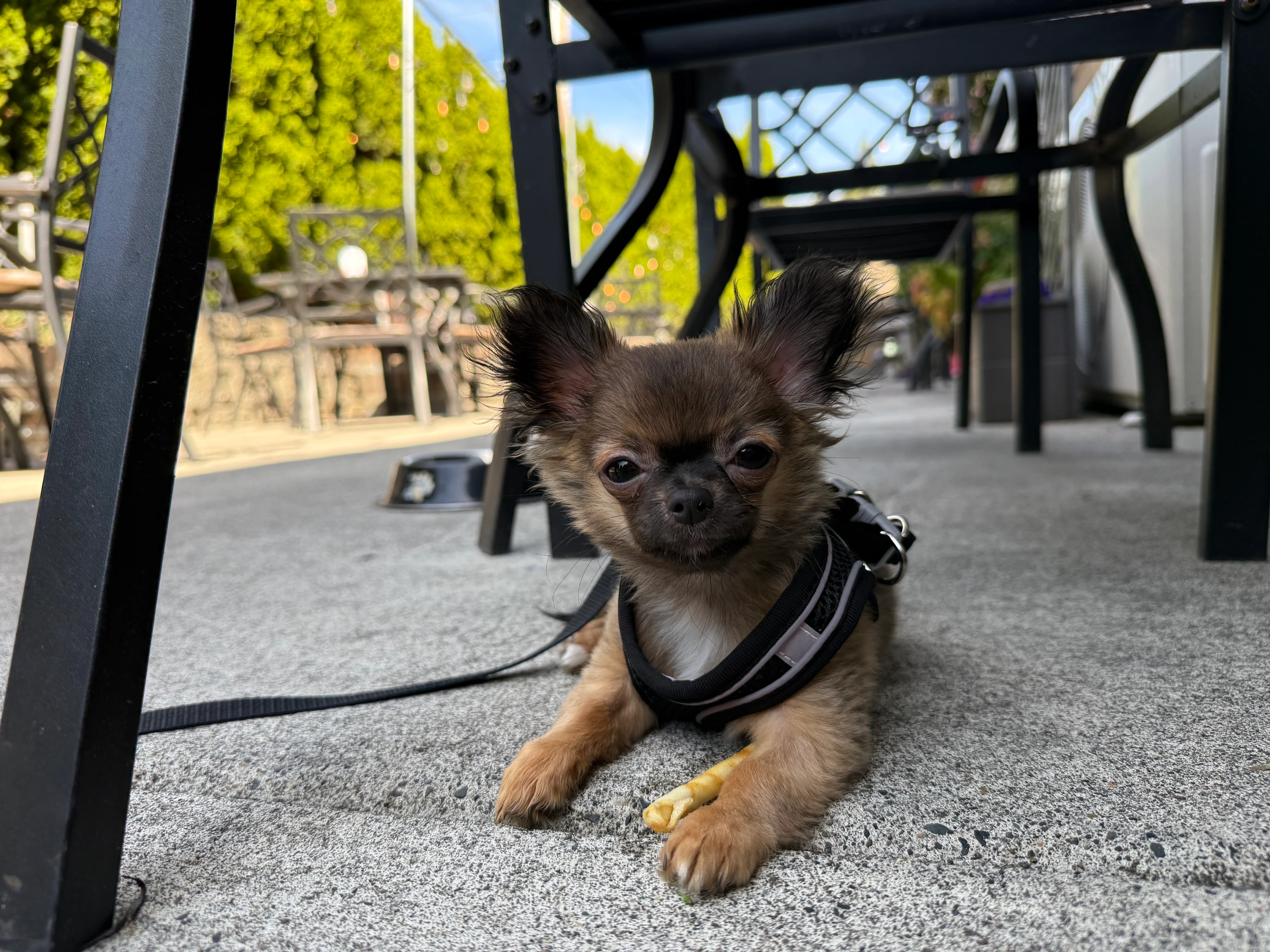 Dog Friendly Outdoor Dining