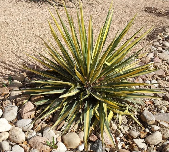 Spiky green and yellow desert plant in rocky landscape