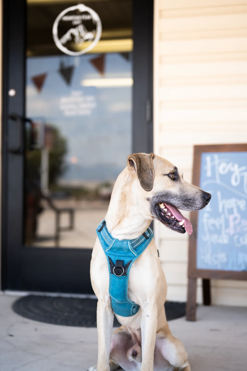 Dog sitting outside a pet-friendly restaurant entrance