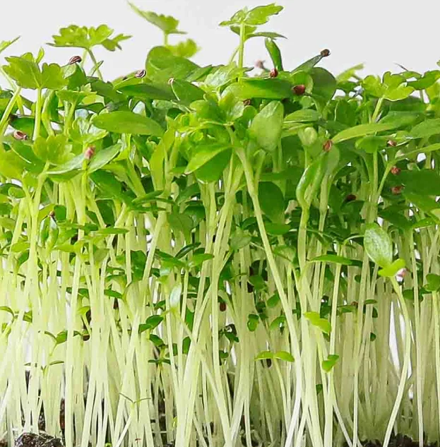 Fresh green sprouts growing in sunlight by a window