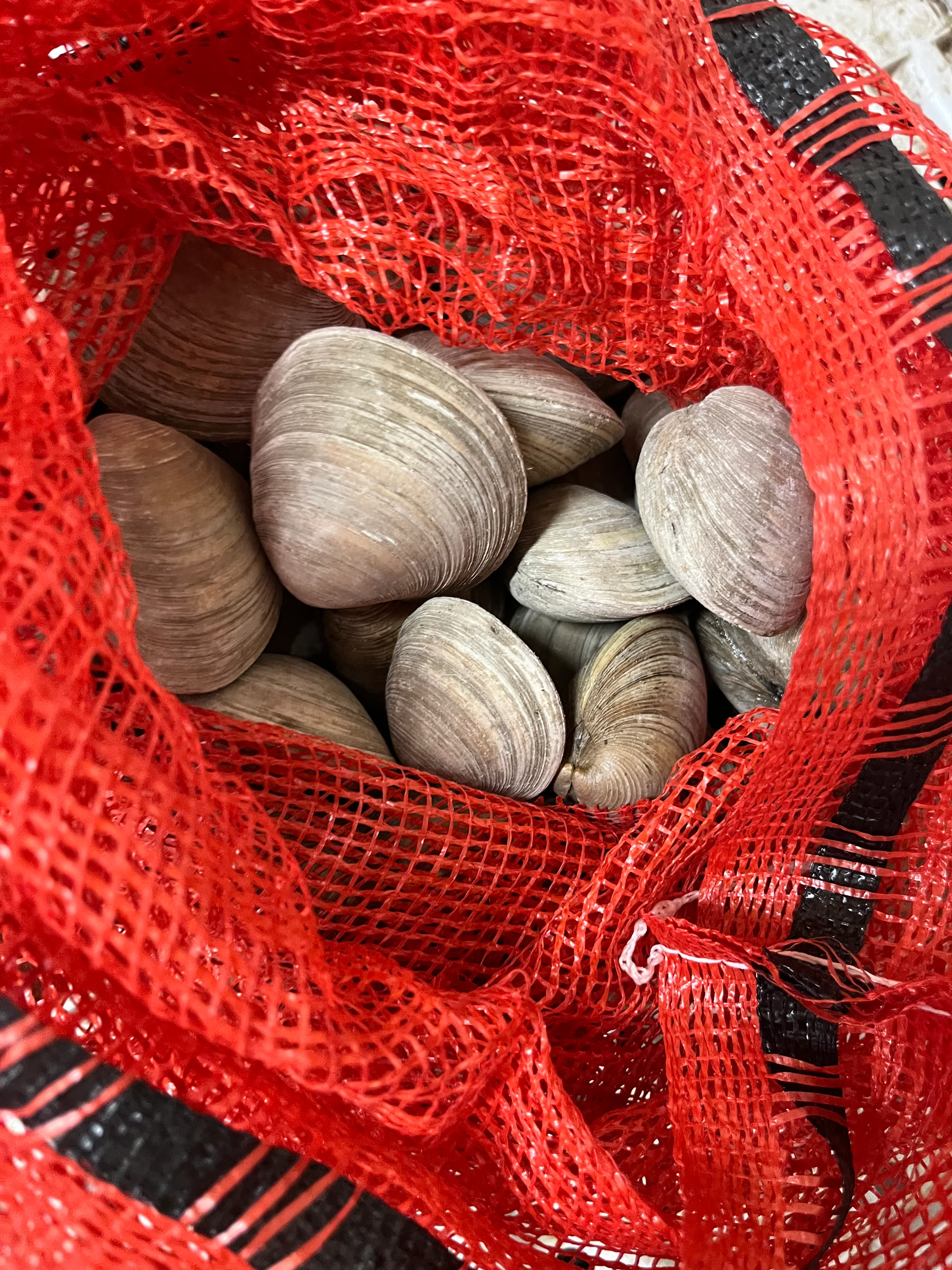 Fresh clams in a red mesh bag for seafood dishes