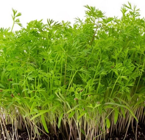 Fresh green sprouts growing in sunlight by a window