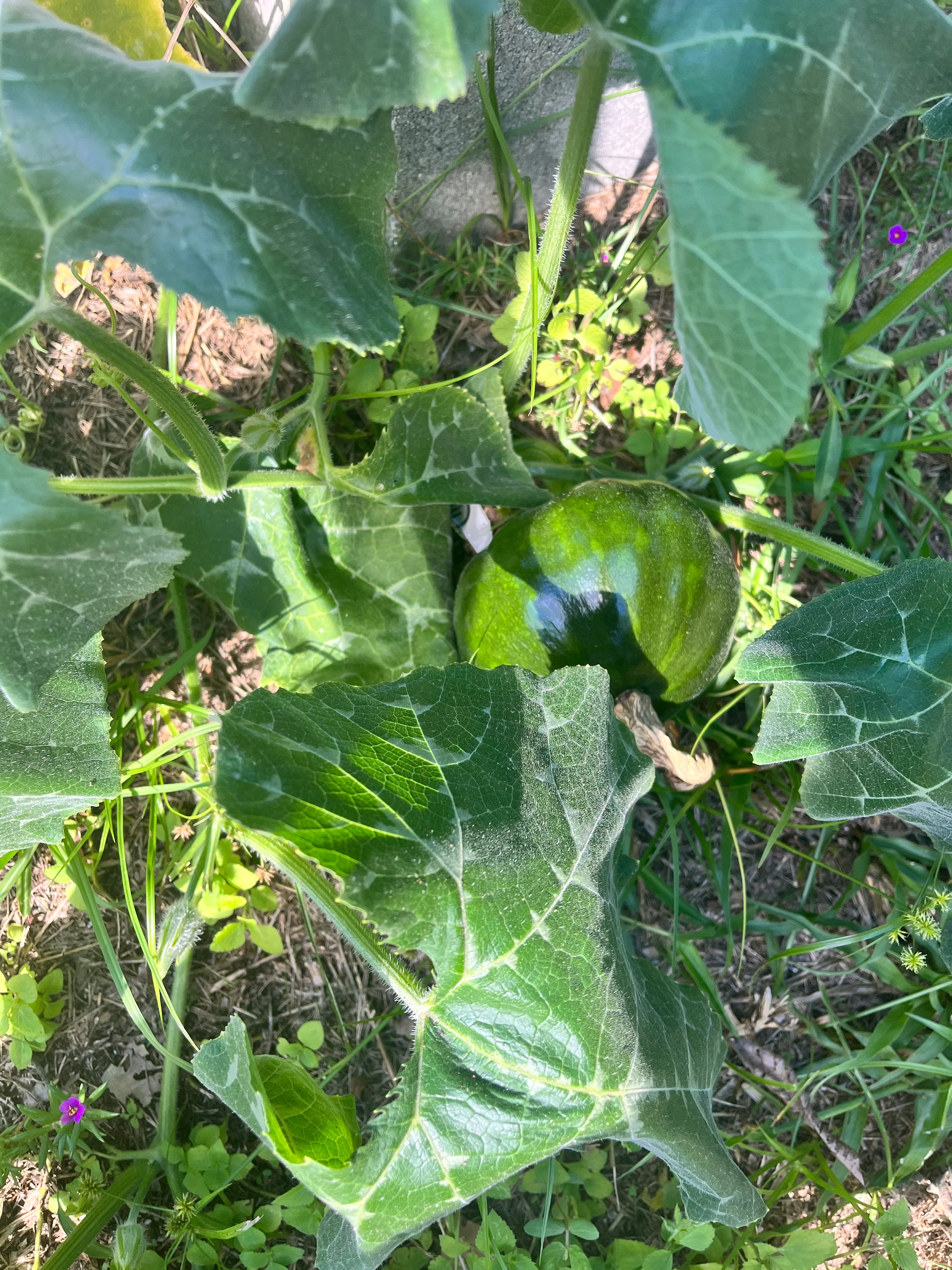 Green pumpkin growing among lush leaves in a garden