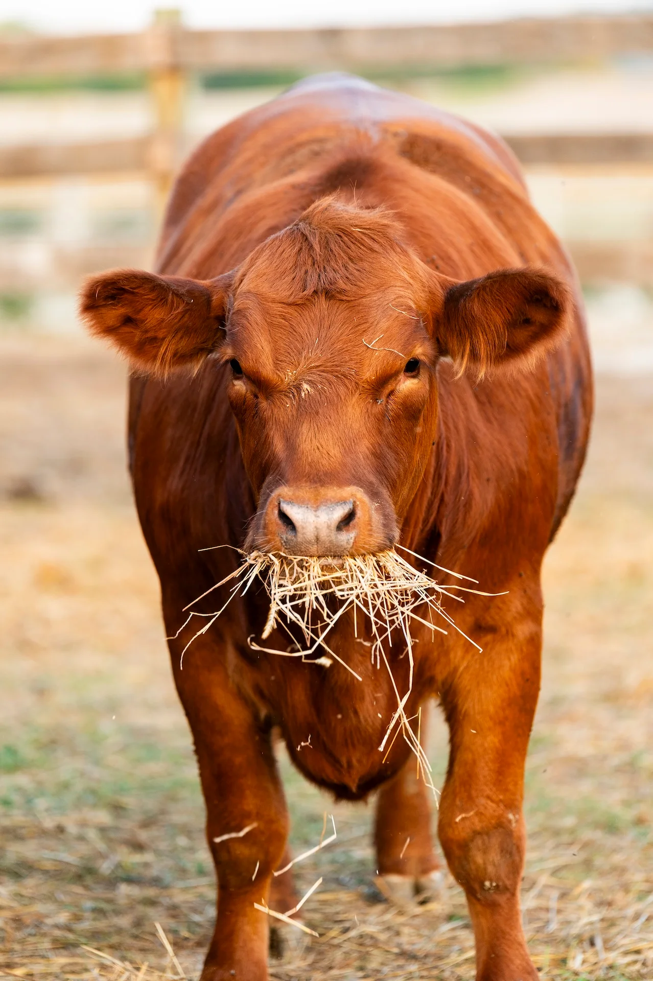 Brown cow grazing on straw in a farm setting