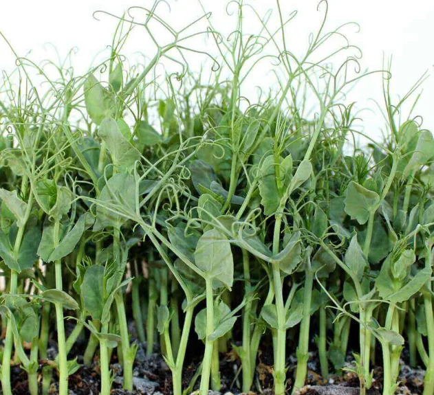 Fresh pea shoots, a vibrant addition to salads and dishes