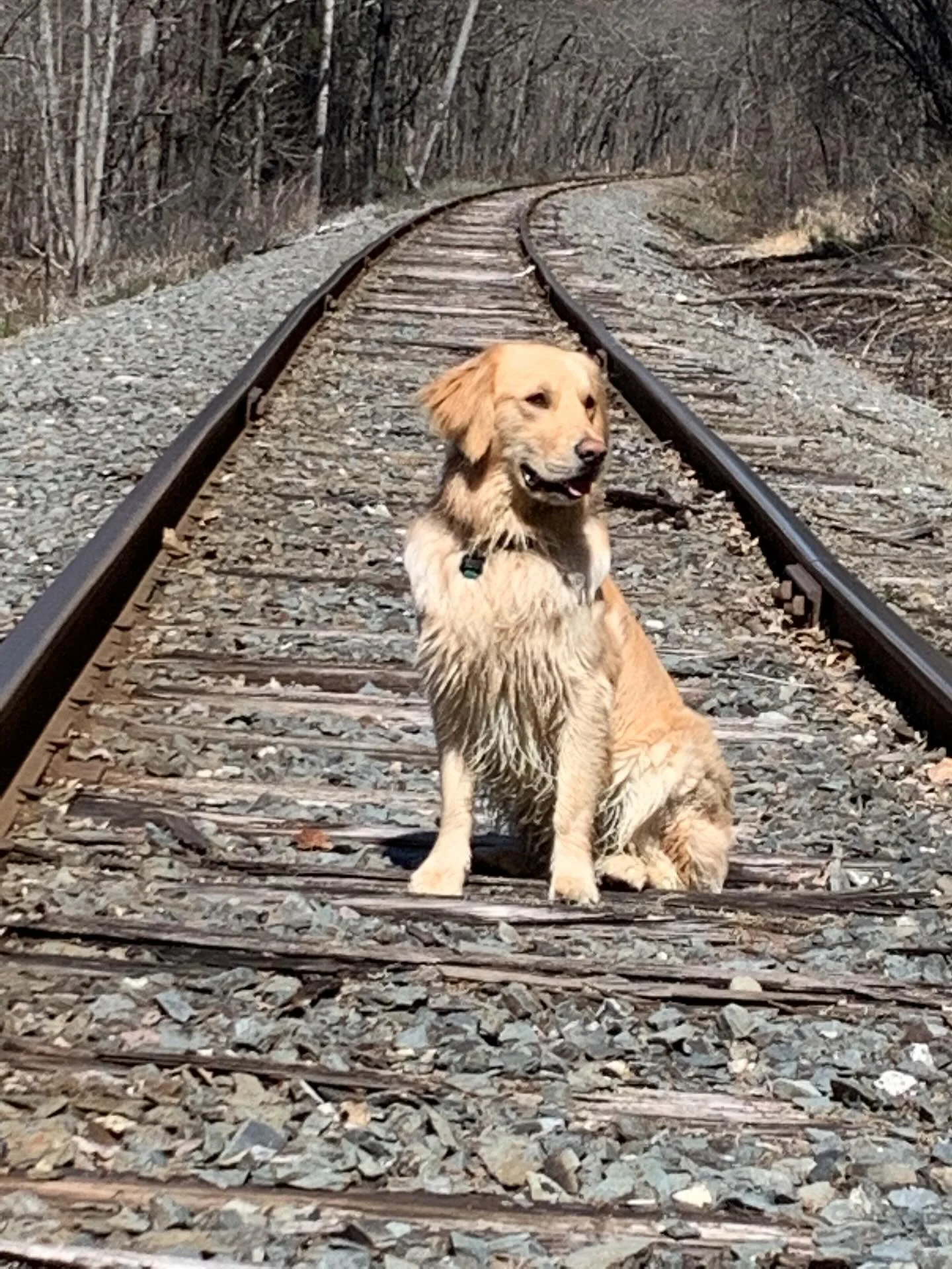 Golden retriever sitting on train tracks in a wooded area