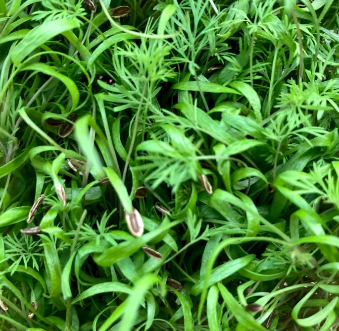 Fresh microgreens ready for culinary use in dishes