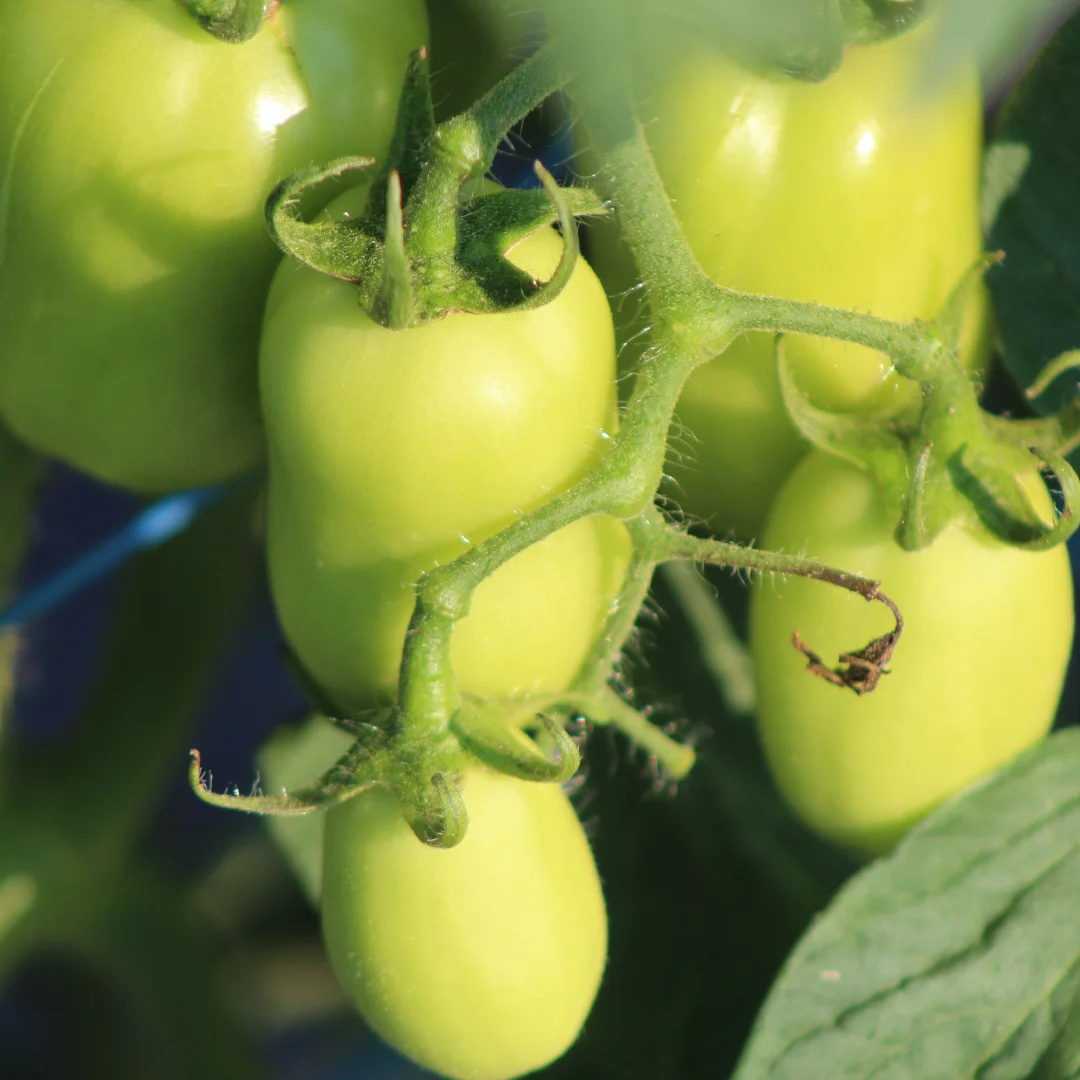 green roma tomatoes on the vine