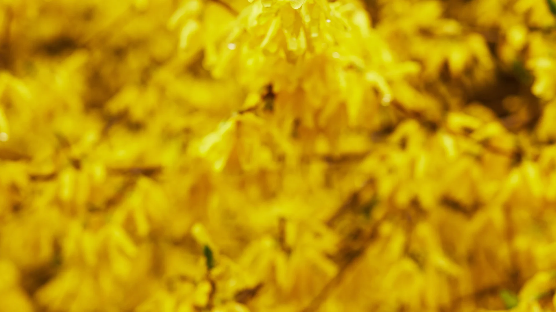 Vibrant yellow flowers in full bloom