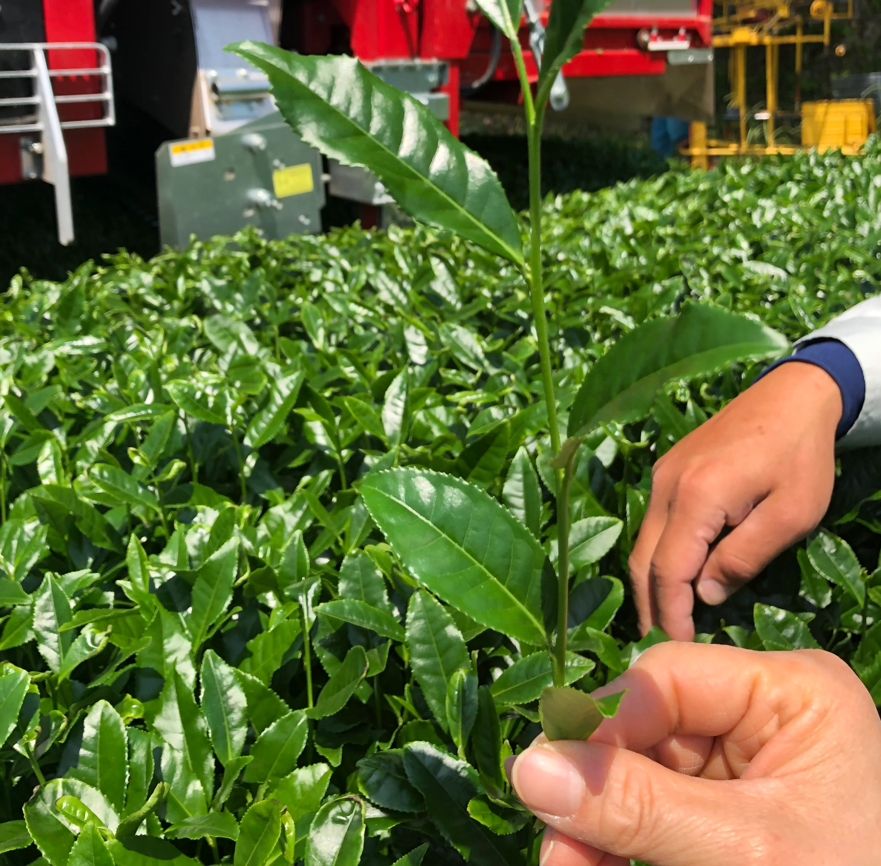 A lush tea field with neatly arranged rows of green tea bushes, set against a backdrop of trees and blue sky.