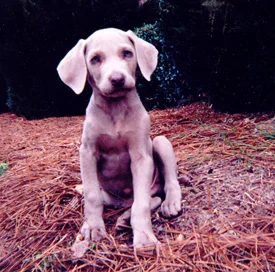 Adorable gray puppy sitting on pine needles