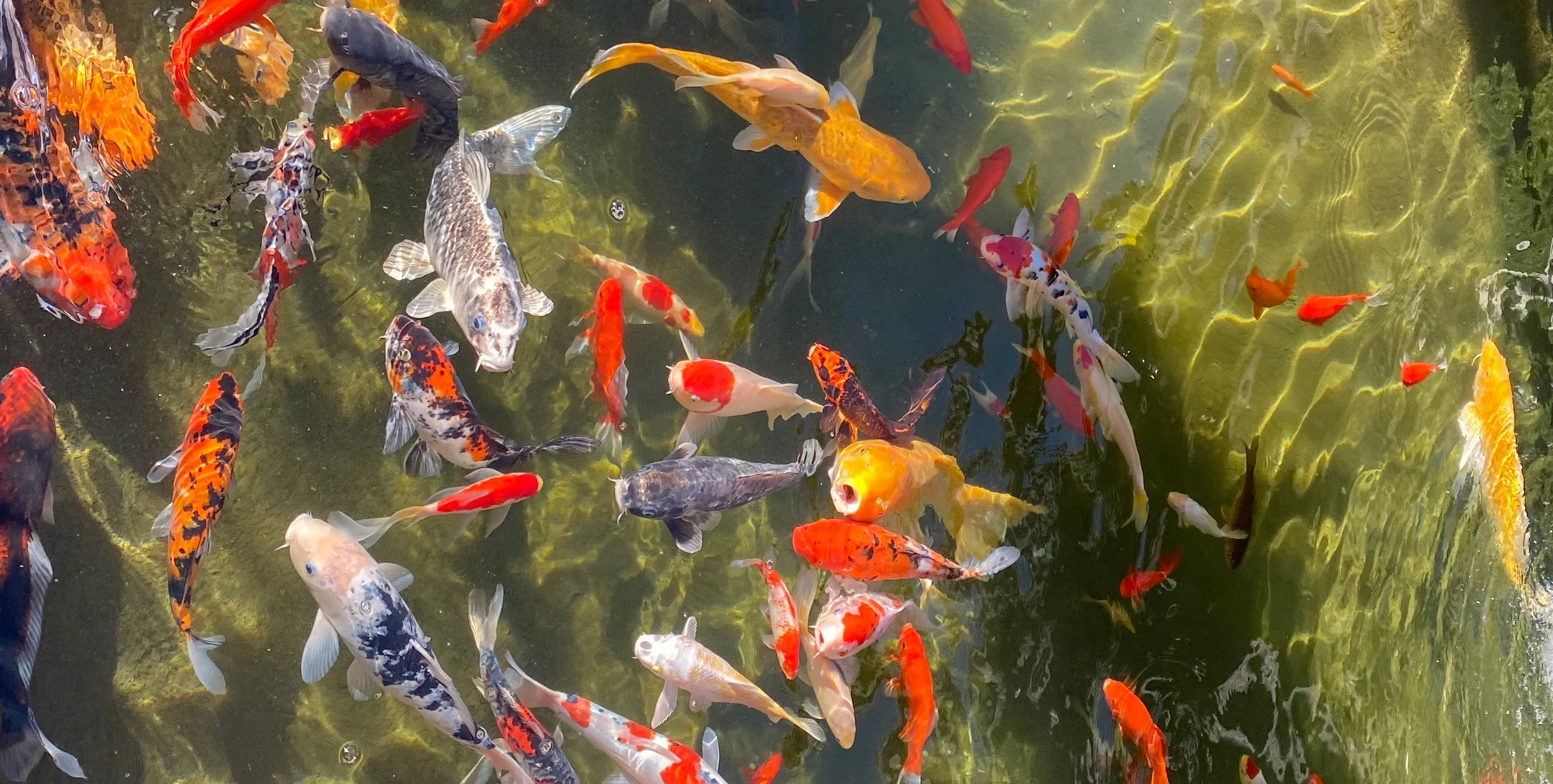 Colorful koi fish swimming in a serene pond
