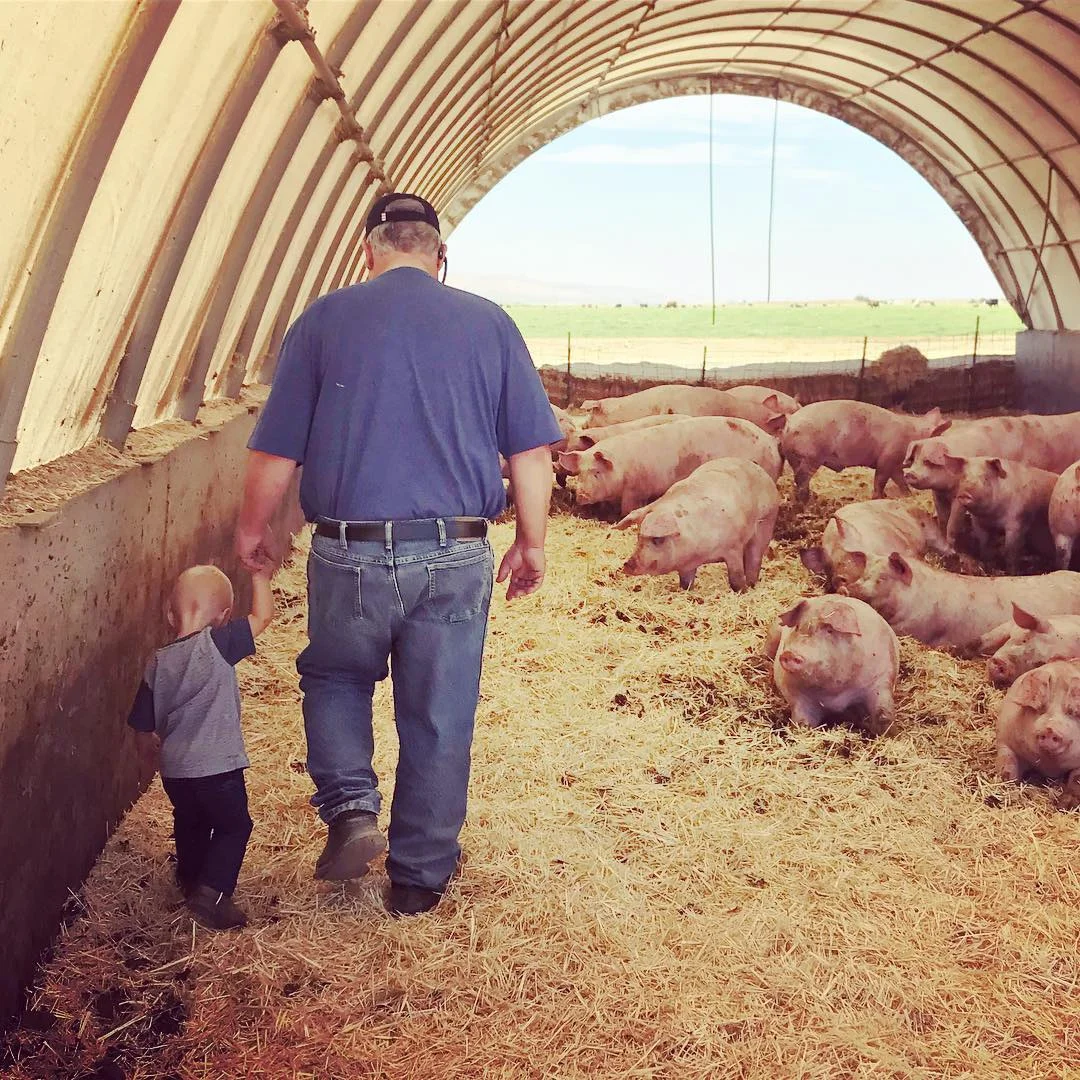 Child and adult walking among pigs in a farm setting