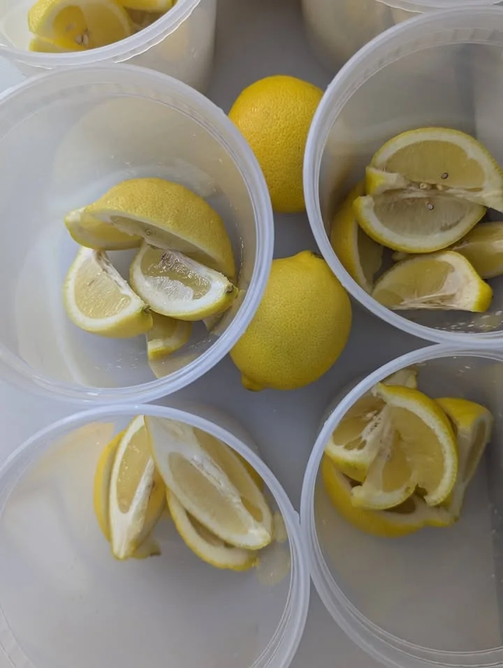 Several containers filled with lemon wedges and whole lemons, arranged neatly.