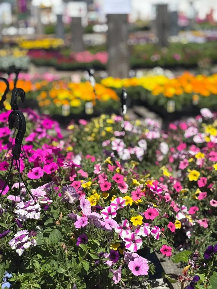 A vibrant display of various flowers in pots, showcasing a mix of colors including pink, purple, and yellow.