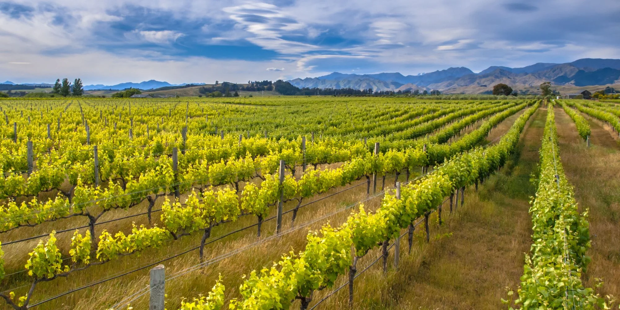 A picturesque vineyard landscape with rows of grapevines stretching into the distance under a cloudy sky.