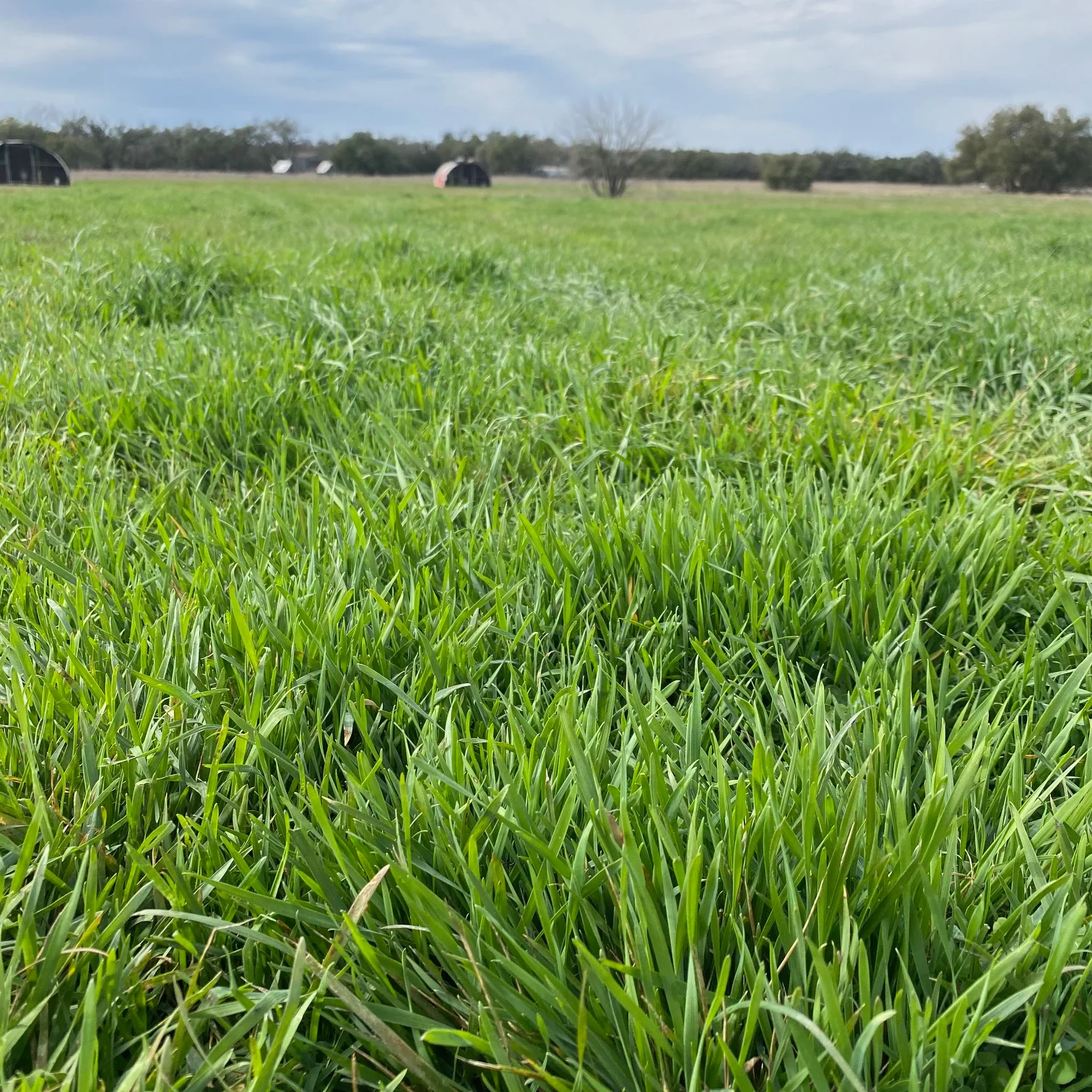 Lush green grass field under a cloudy sky