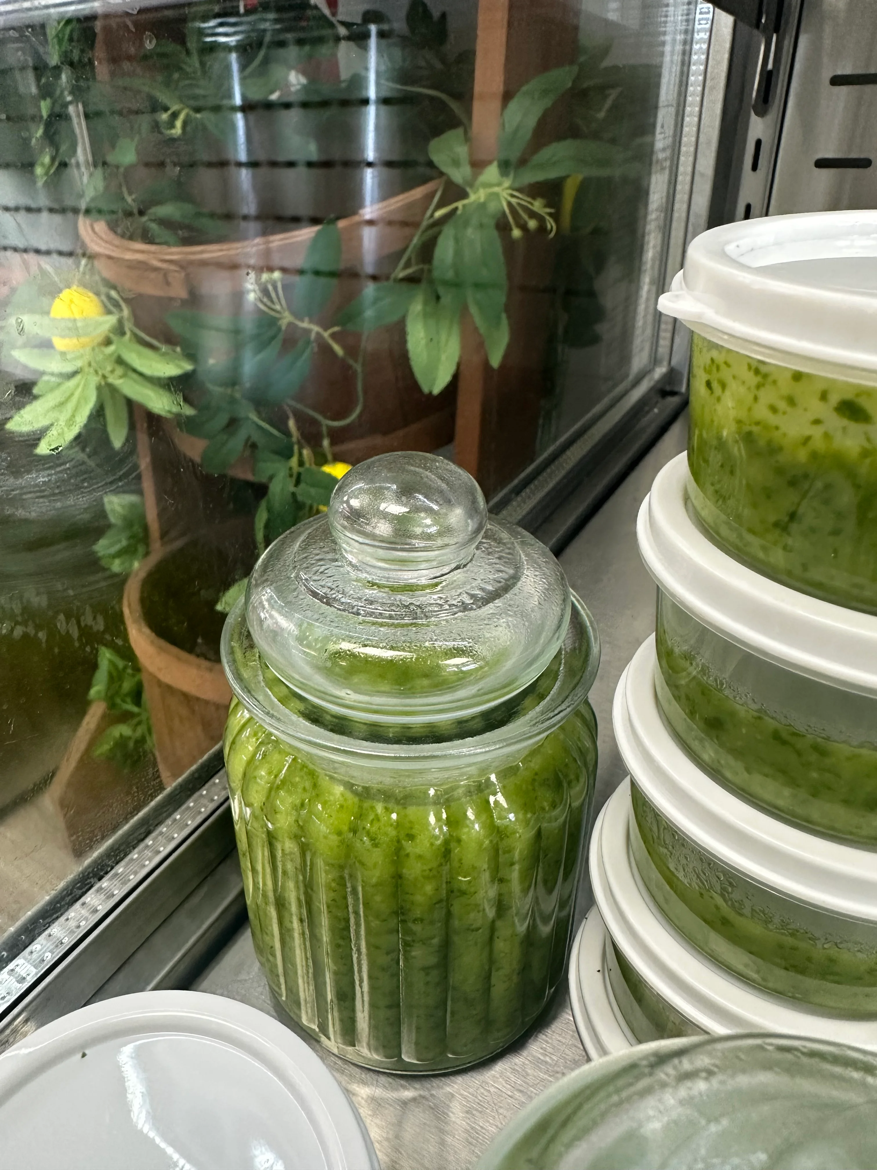 Fresh green pesto in a glass jar