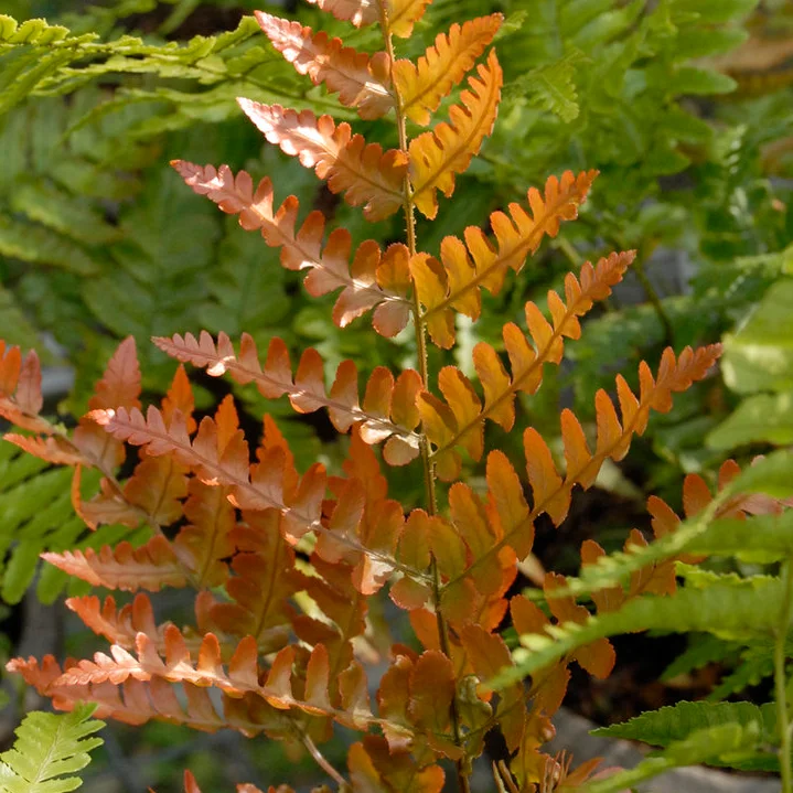Colorful ferns with vibrant green and orange leaves