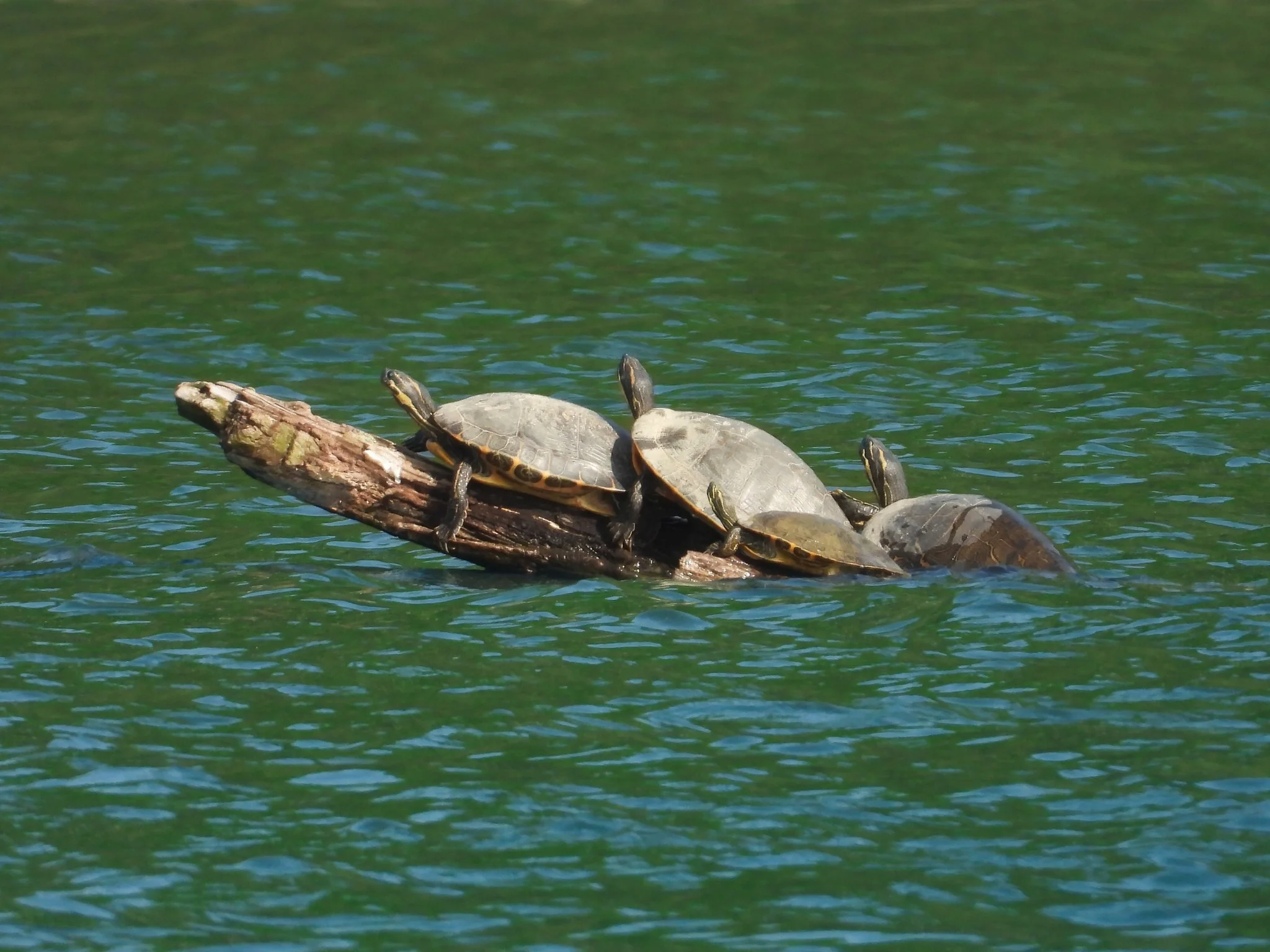 Three turtles basking on a log in calm green water, enjoying the sunlight.