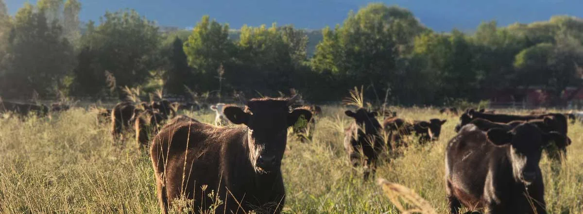Cattle grazing in a lush green pasture under a blue sky